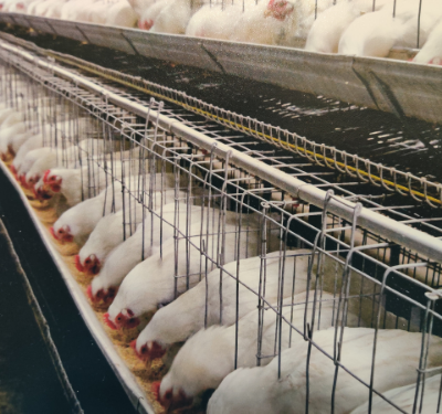 Poultry Grower Cage