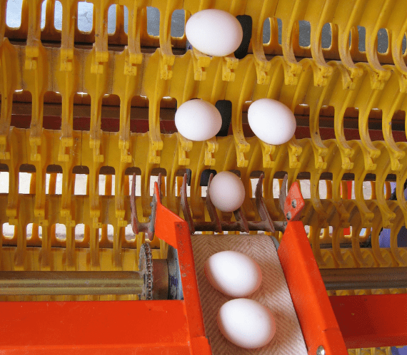 Egg Collection System