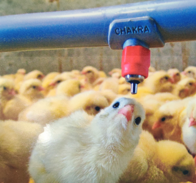 Poultry Nipple Drinking System